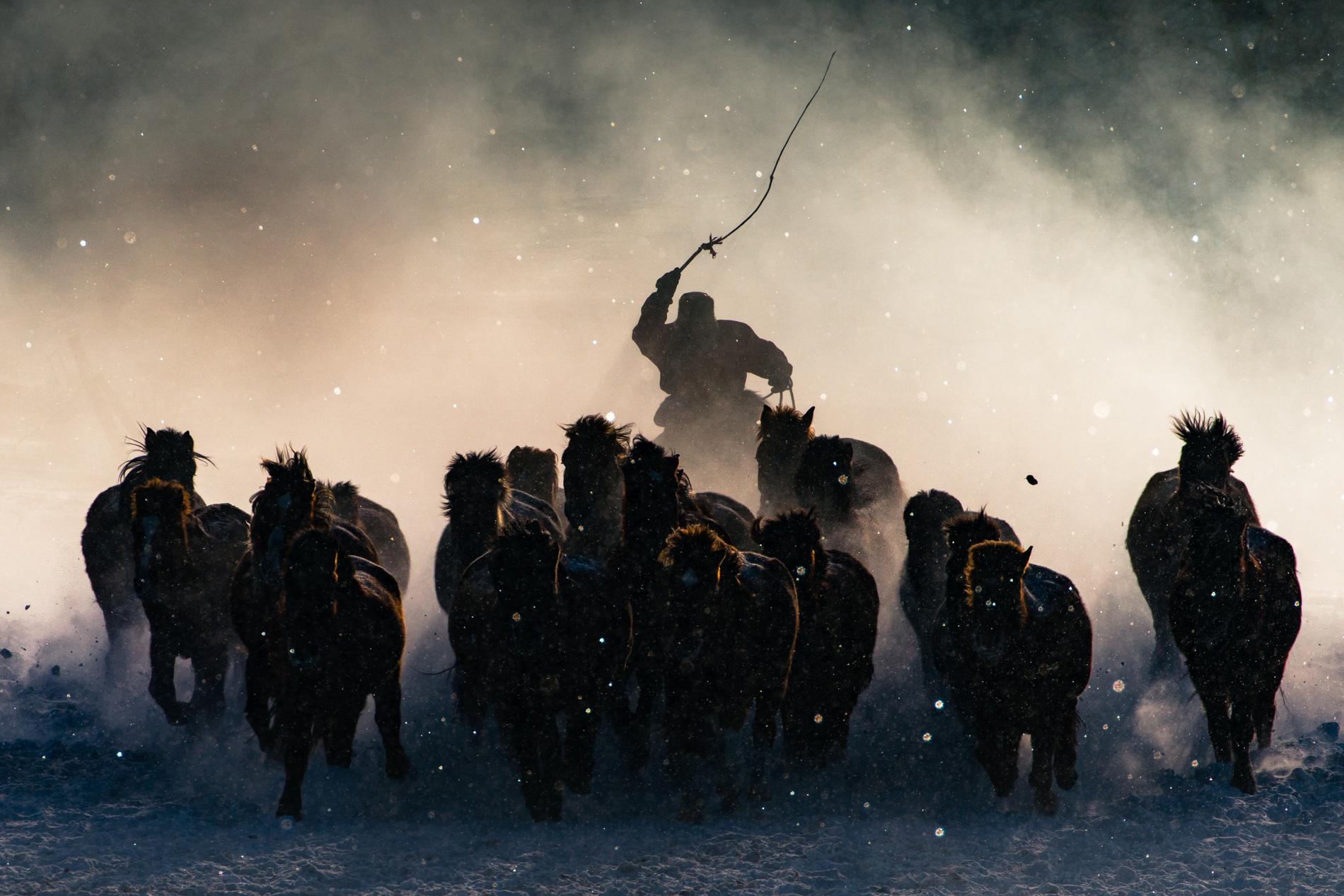 Chăn ngựa ở Mông Cổ của nhiếp ảnh gia Anthony Lau
