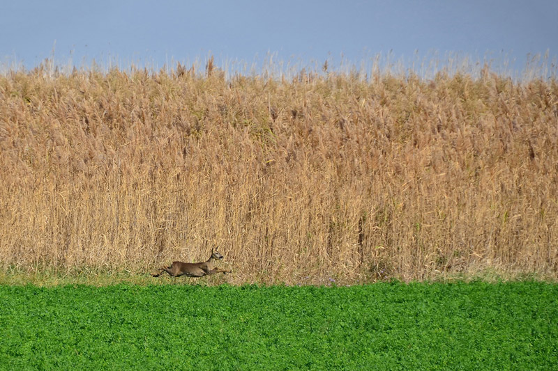 Roe deer – Snezana Lukic / SERBIA