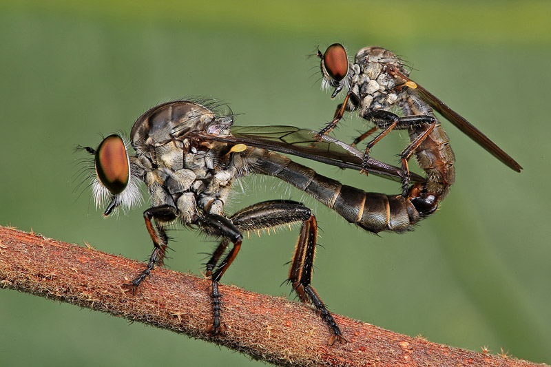 Mating – Tommy Teh / MALAYSIA