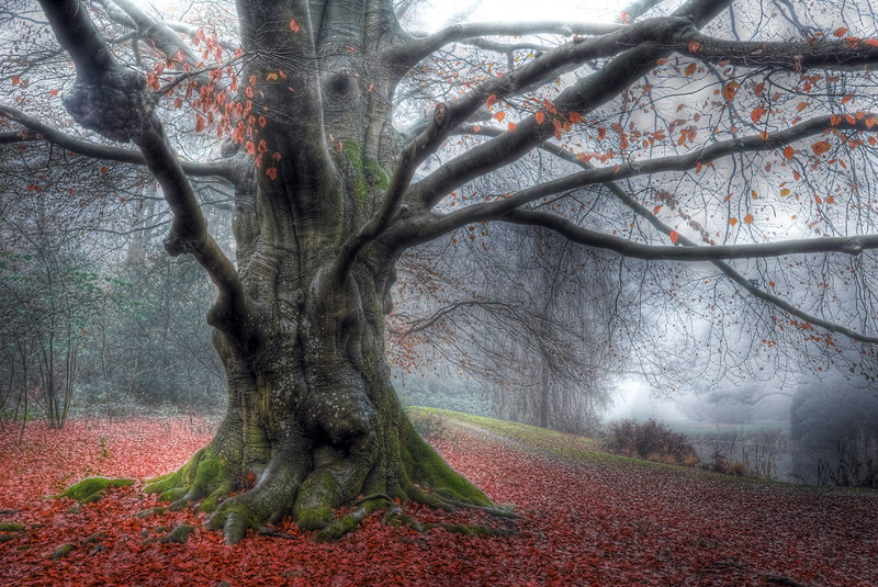 3-beech-Franke-De-Jong-Netherland