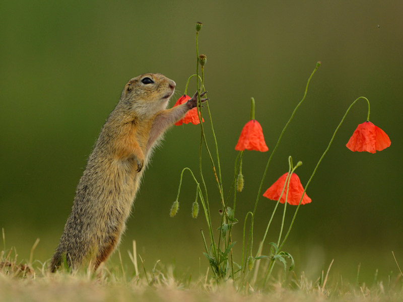 Poppies – Tibor Kercz / HUNGARY