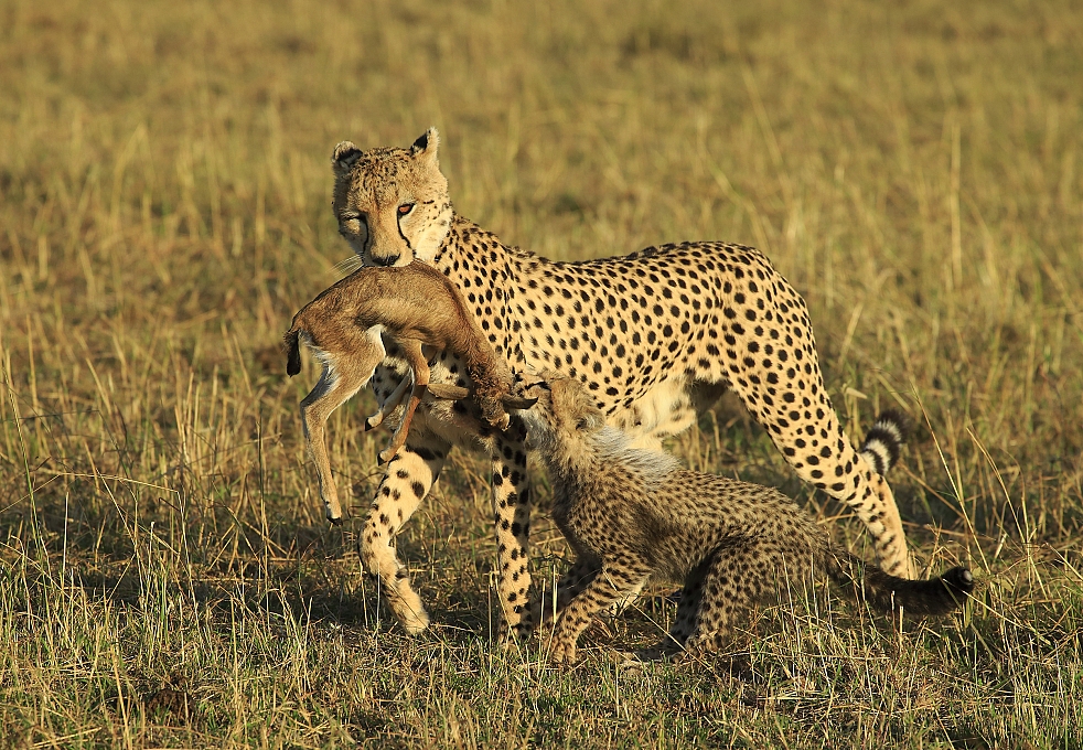 Cheetah-cub-helps tham gia thể loại Thiên Nhiên cuộc thi ảnh
