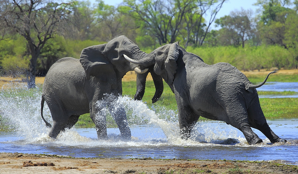 Elephant dominance cuộc thi ảnh quốc tế chủ đề thiên nhiên