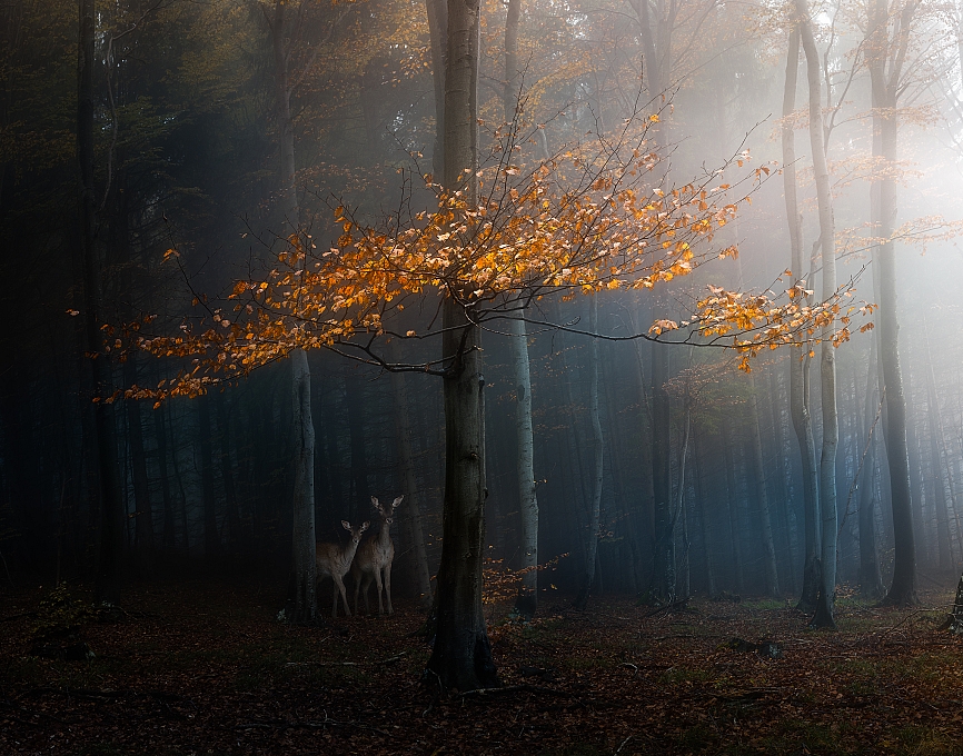 Tác phẩm Tale of the forest - Câu chuyện về rừng đoạt huy chương Đồng FIAP của tác giả Veselin Atanasov / BULGARIA